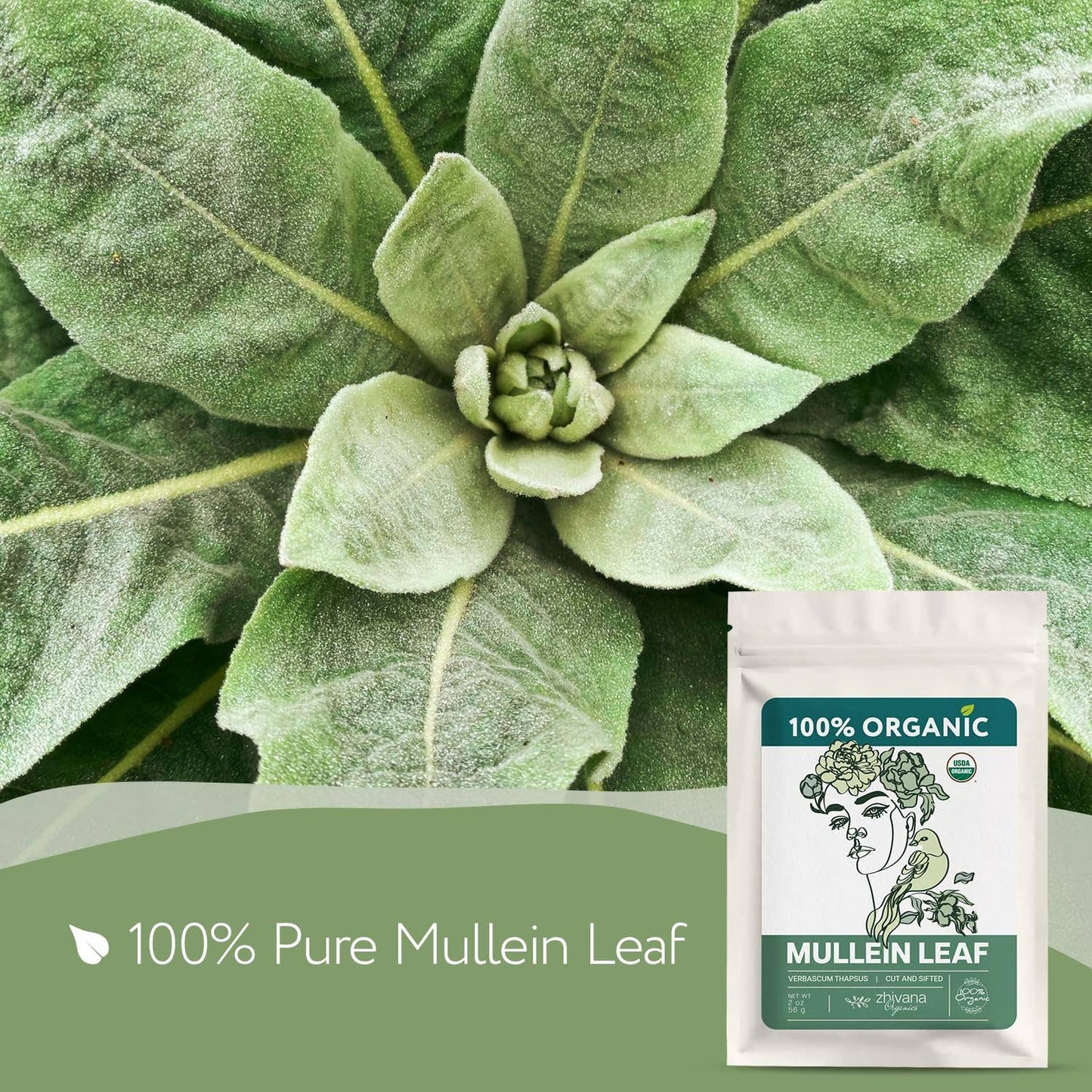 Zhivana Organics - Organic Mullein Leaf – 5 lb Bulk | Verbascum thapsus | Loose Dried Leaves for Tea, Steams, Tinctures | Caffeine-Free Herbal Tea